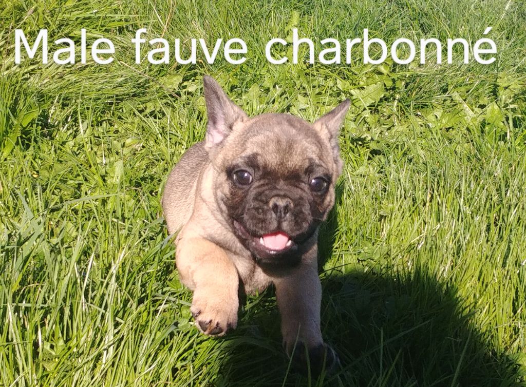 Des Brumes De La Migenne - Bouledogue français - Portée née le 18/09/2020