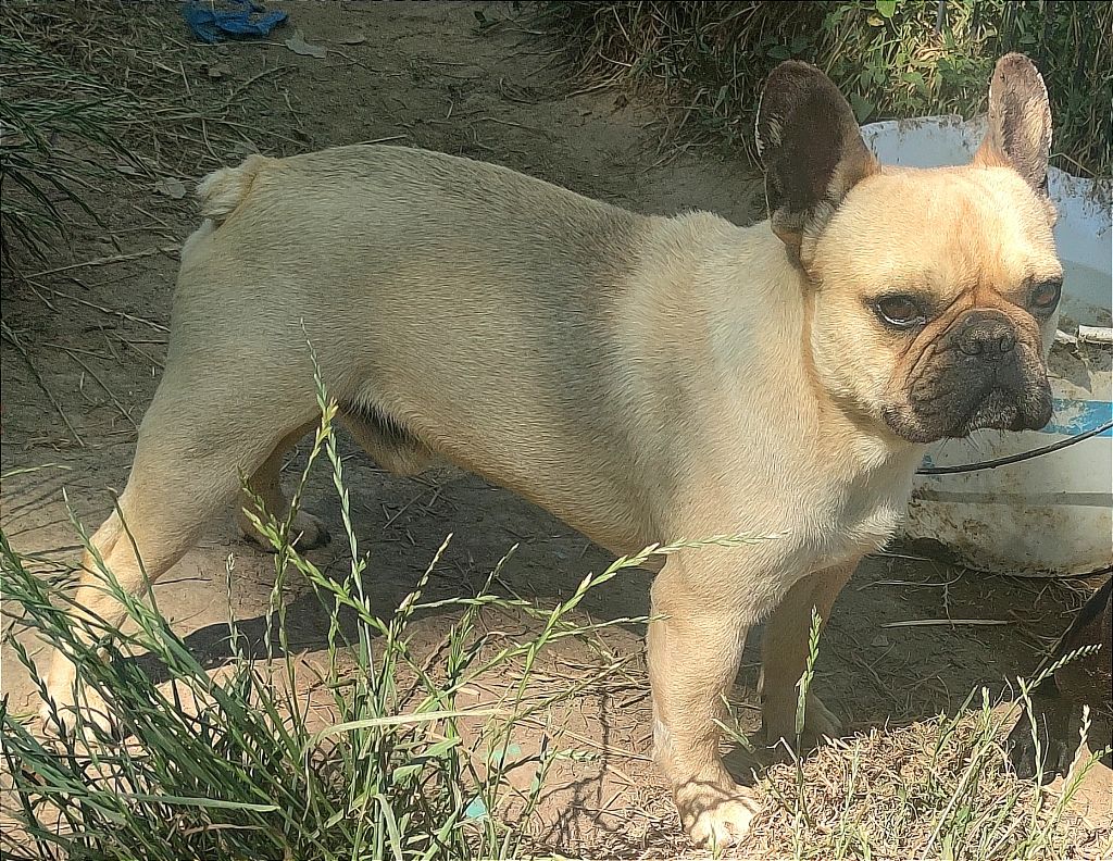 Des Brumes De La Migenne - Chiots disponibles - Bouledogue français